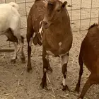 للبيع معزا دهم فواخر مقاني مواليد