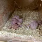 جوز بادجي معه ست فراخه