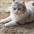 قطوه للبيع