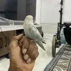 للبيع روز اليف بس فيه خوف حمامه شرط