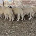 طليان مناسبات حرية شحم وطيبة
