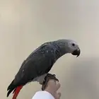 فرخ كاسكو اليف