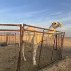 للبيع قعود رماني