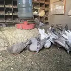 حمام
