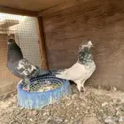 حمام باكستاني للبيع