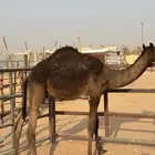 قعود