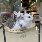 ارانب صغيرة