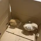 صيصان