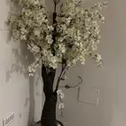 شجرة زينة