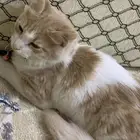 بس للتبني