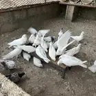 حمام بلدي للبيع