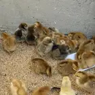 صوص لوهمان براون بيور