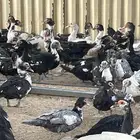 بط مسكوفي في جو المزاحميه