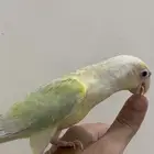 فروخ كنيور مون شك الليف وهدد