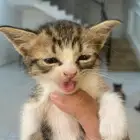 قطط تبني