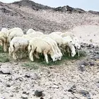 طليان ورخال
