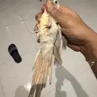 للبيع فردتين كنيور ذكر وانثى