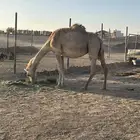 لقحاء شقحا تم البيع