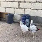 دجاج كفو للبيع