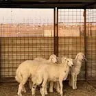 طليان حريه