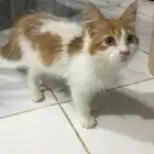 قط لتبني