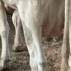 بقرة المانيه بكر تحتها عجله
