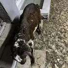 ذبايح سيكلي