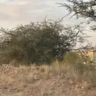 ارغب في مزرعه او حوش قريب من احد رفيده للاغنام