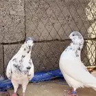 حمام باكستاني بانتيز