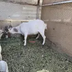 طقم ماعز قزم