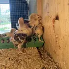 للبيع صوص دجاج سوساكس انجليزي