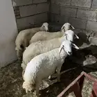 طليان للبيع