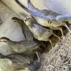 حجل شنير سوري هجين مع قهد. حجل عربي