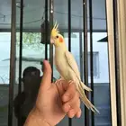 ذكر كروان اليف و هدد نشبهه و متكلم