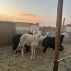 غنم نجد دفيع طيبه