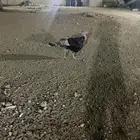 دجاج رومي للبيع