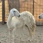 حريه ثنيه
