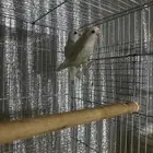 زوج روز البينو