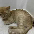 قط شيرازي للتبني
