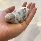 فروخ روز الوان حلوه