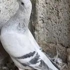 زاجل فواتح