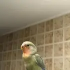 ببغاء روز أليفف