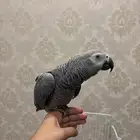 كاسكو ثلجي فرخ