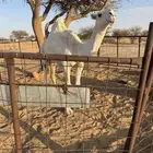 قعود عليني عل بعير المير سلطان ابن محمد