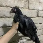 دجاج باكستاني
