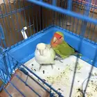 روز