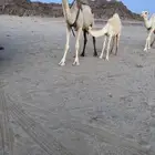 عشراء تحتها بكره طيبه شرط