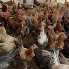 للبيع صوص بلدي