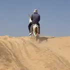 للبيع حمار مرياع شرط