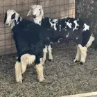 خرفان